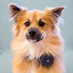 The Ambassador Twix