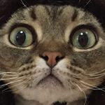 catsomlife