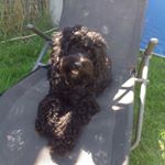 spookythecockapoo