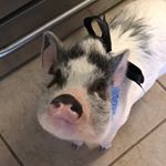 ziggythefloridapiggy