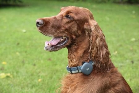 pet locator for dogs