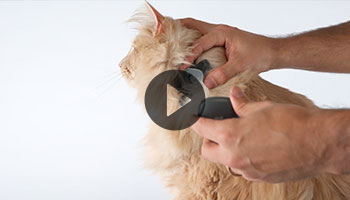 Attaching Pet Module