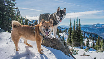 Connection range / GPS accuracy