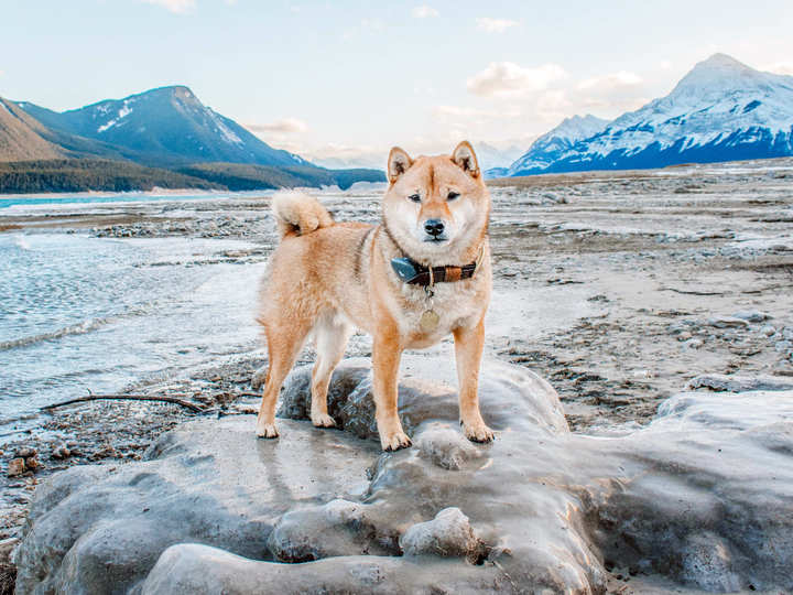 Buy Findster Duo Track your pet s location and activity in Real time