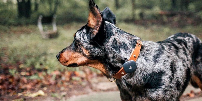 Findster dog tracker uk sale